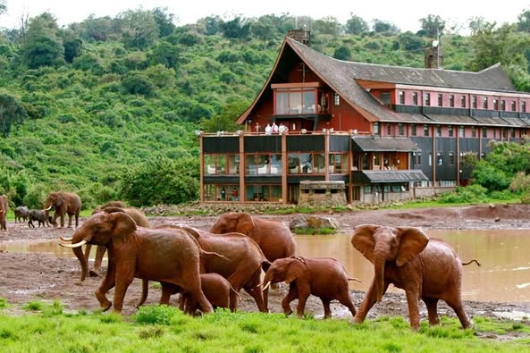 Ark Lodge - Aberdare National Park Kenya