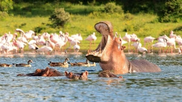 Naivasha Hotel Bookings Kenya