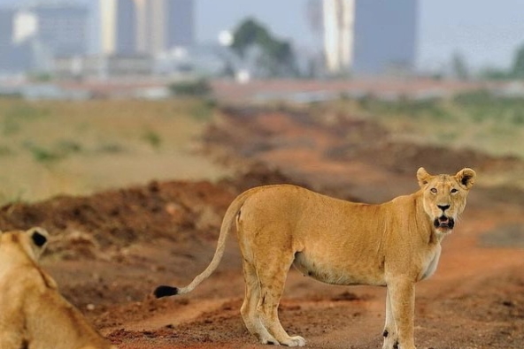 Game Drive - Nairobi National Park