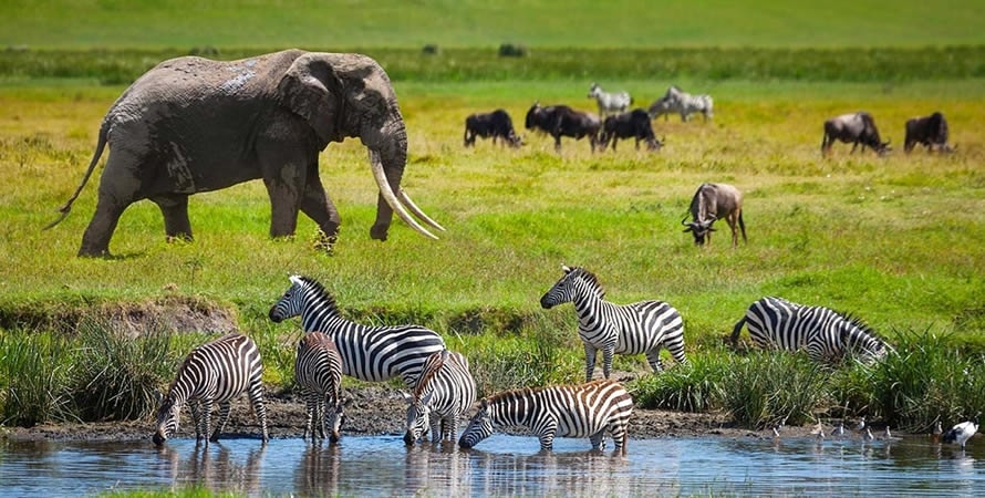Serengeti - Tanzania